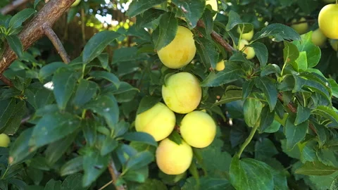 A person picking plums from the tree. Stock Footage 244848033