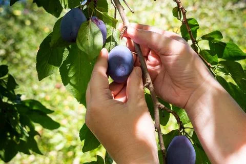 A person is picking plums from a tree Stock Photos