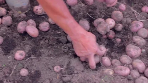 Person picking potatoes from the earth Vídeos de archivo 75167422