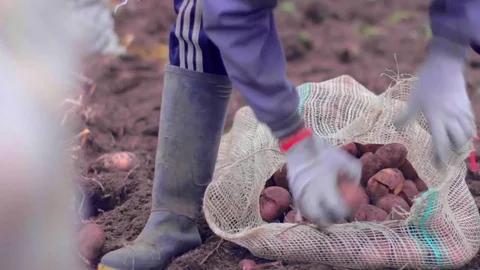 Person picking potatoes from the earth Vídeos de archivo 75167434