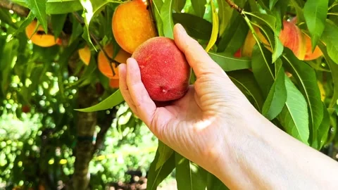 Person Picking Ripe Peaches From A Tree In A Summer Orchard Vídeo Stock 345893018