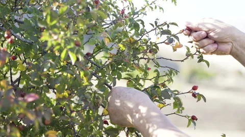A person picking rose hips Stock Footage 219630169