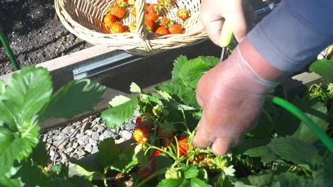 Person picking strawberries Video stock 293056764