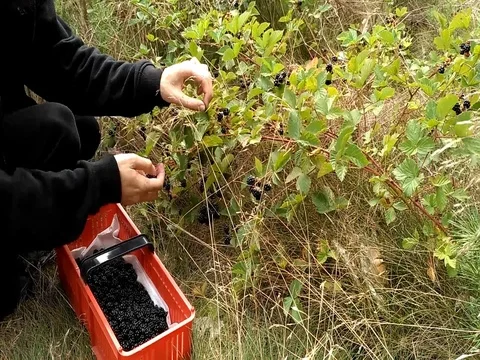 Person picking wild blackberries to the red punnet Stock Footage 80716286
