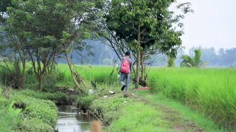 Person with Pink Backpack Walking on Dirt Pathway Near Green Rice Fields Stock Footage 346443920