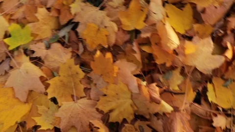 Person in pink boots steps through a thick carpet of yellow and brown autumn Stock Footage 327682796