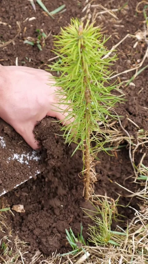 Person planting a small pine sapling in the forest ground for reforestation Stock Footage 341282874