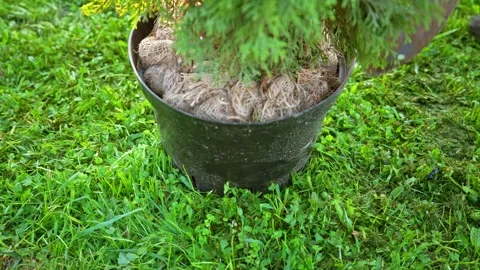 Person planting a thuja tree in the backyard garden Stock Footage 335904810