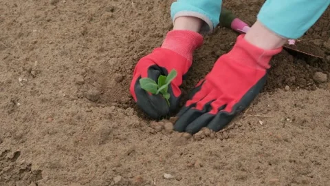 A person plants cabbage sprout in the ground Stock Footage 308847322