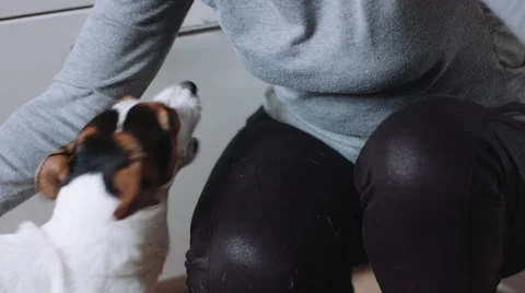 Person playing with dog Stock Footage 68755041