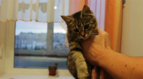 Person playing with his kitten touching his muzzle Video stock 68614502