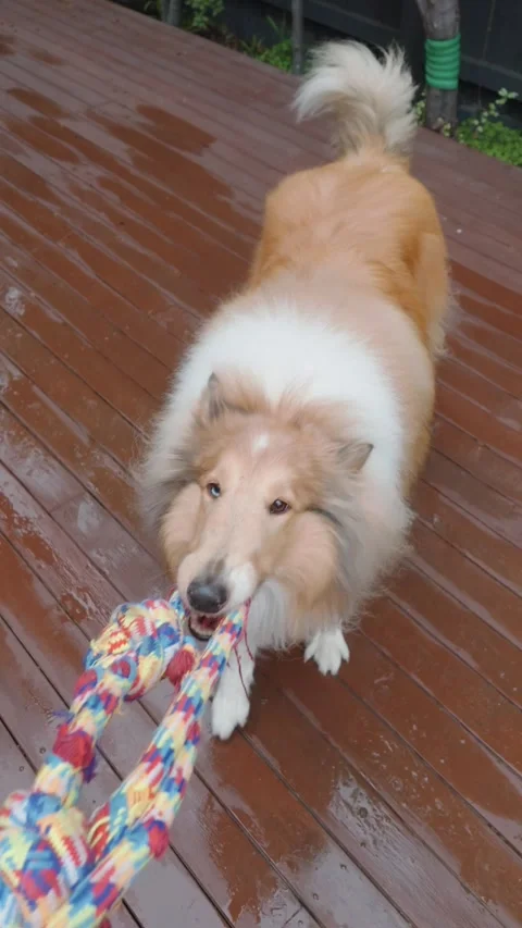 Person Playing Tug of War with Rough Collie Dog Using Rope Toy Outdoors Vídeo Stock 340680619