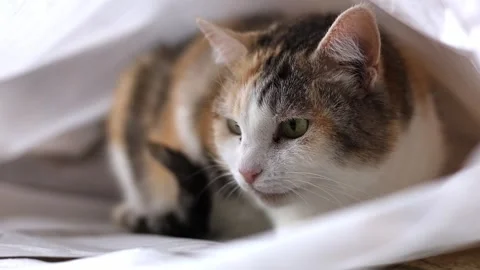 A person plays with a cat Stock Footage 310692792