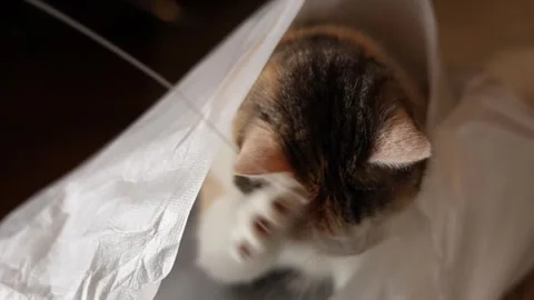 A person plays with a cat Stock-Footage 310692800