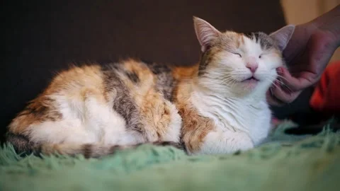 A person plays with a cat Vidéo 310693195