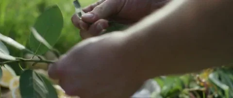 Person plucking leaves while preparing marinade for organic fish at campsite Vidéo 69199425