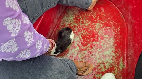 Person pointing at a small black and white guinea pig inside a red container Vídeos de archivo 342586361