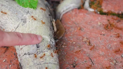 Person Pointing at Weaver Ants Crawling on Tree Root and Bricks Stock Footage 338420261