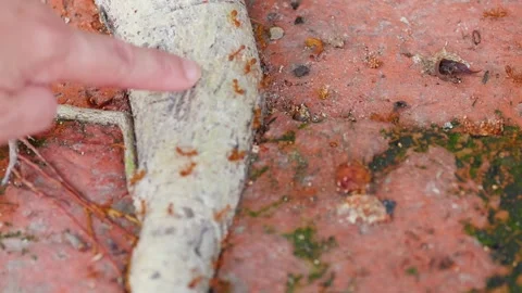 Person Pointing at Weaver Ants Crawling on Tree Root and Bricks Stock Footage 339119301