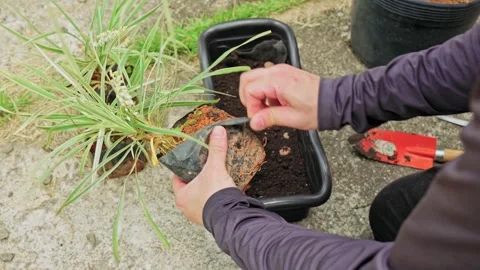 Person positioning an unpotted plant into a rectangular planter 스톡 동영상 331090007
