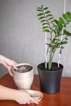 Person preparing ceramic container for indoor plant repotting, gardening ac.. Stock Photos