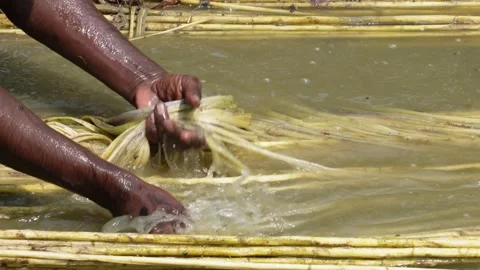 A person processing jute fibers Stock Footage 319935166