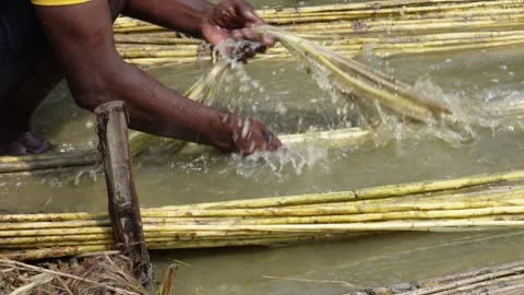 Person processing jute stalks Stock Footage 319935130