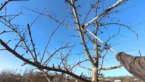 Person pruning fruit tree branches with hedge shears against a bright blue sky Stock Footage 338184997