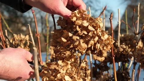 Person pruning hydrangea shrub with pair of garden shears. Video stock 326676296