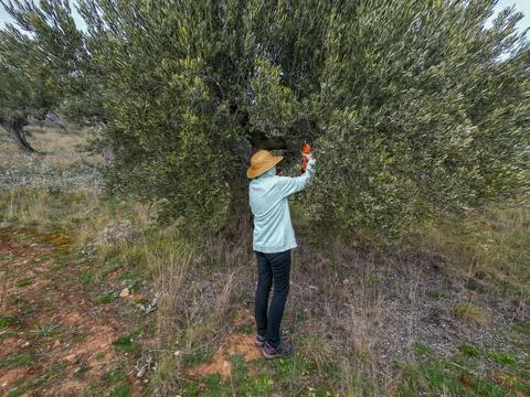 Person pruning olive tree branches in a field Stockfoto's