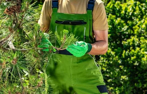 Person pruning a pine tree in a garden during a sunny day Stock Photos