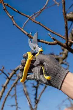 Person pruning tree branches with garden scissors outdoors Stock Photos