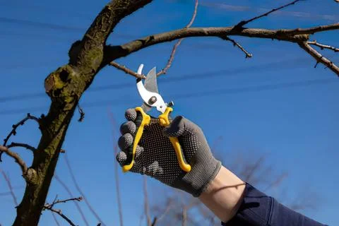 Person pruning tree branches with gardening shears outdoors Stock Photos