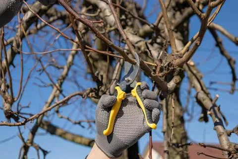 Person pruning tree branches with pruning shears outdoors Stock Photos