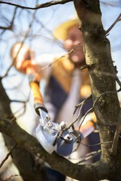 Person pruning a tree fruit Stock Photos
