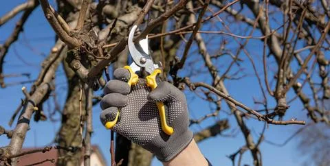 Person pruning tree with pruning shears in garden Stock Photos