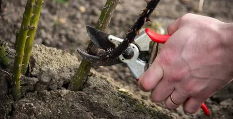 Person pruning young plant with pruning shears in garden Stock Photos