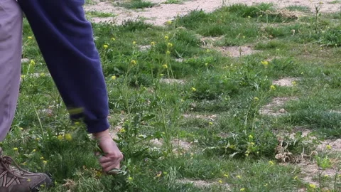 Person pulling weeds from the ground Video stock 136614477