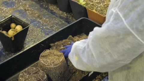 A person pulls ripe potatoes out of the soil and puts it in a bucket Stock Footage 147028045
