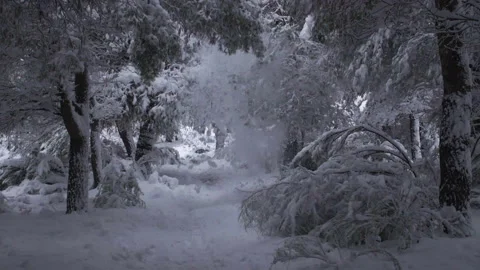 Person pulls snow covered tree branch, snow falls on the ground, Slow Motion Stock Footage 293734764