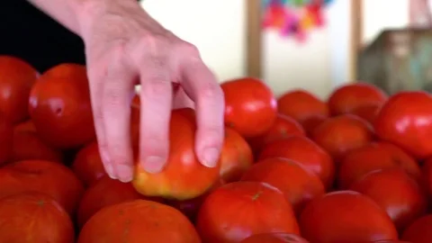 Person putting tomatoes in a vegetable display Stock Footage 79212318