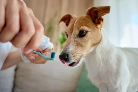 Person putting toothpaste on toothbrush before brushing dog teeth 스톡 사진