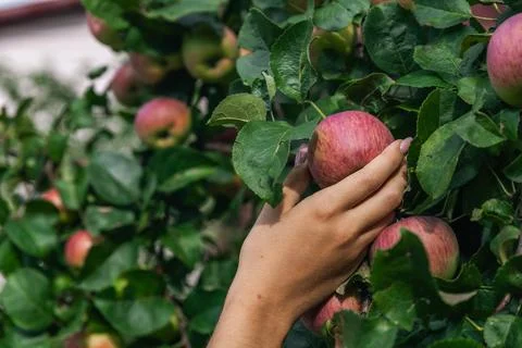 Person reaching for an apple on a tree. The apples look ripe and ready to be  Stock Photos
