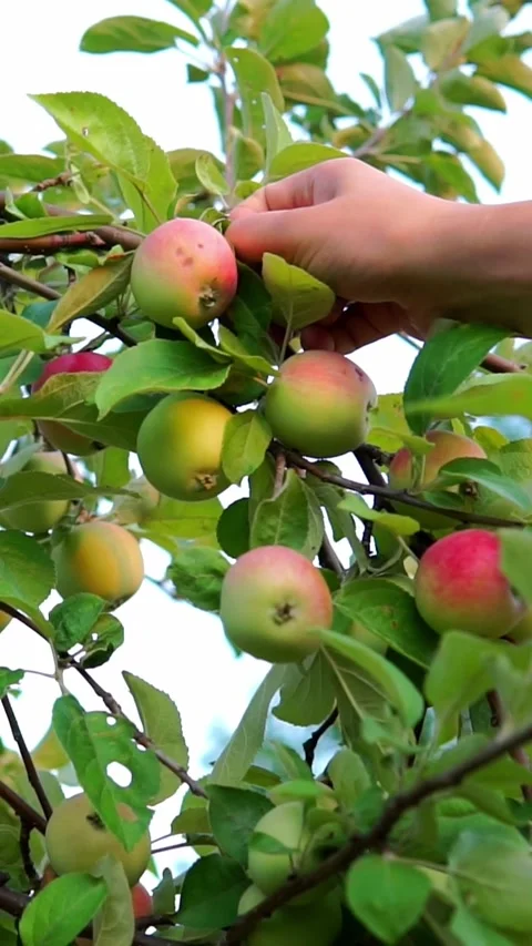Person Reaching to Pick Apples from Tree Branch Stock Footage 346399199