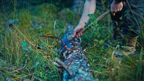 A Person is Removing the Bark From a Tree Trunk in a Grassy, Forested Area - 動画素材 336625930