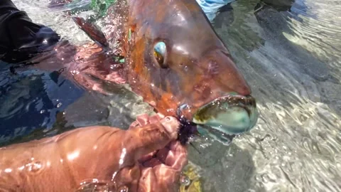 Person removing a hook from a parrotfish in clear shallow water Stock Footage 278274586