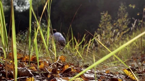 Person riding bicycle in forest Stock Footage 74779201