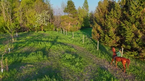 Person riding a horse through a cherry orchard in Traverse City, Michigan, USA Stock Footage 341850662
