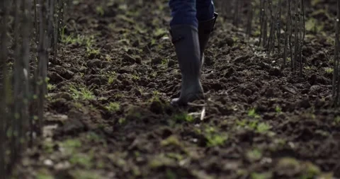 Person in Rubber Boots Walking Through Planted Seedling Rows Stock Footage 340291086