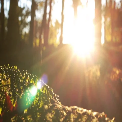 Person running in the forest during the autumm sunset Video stock 69648129
